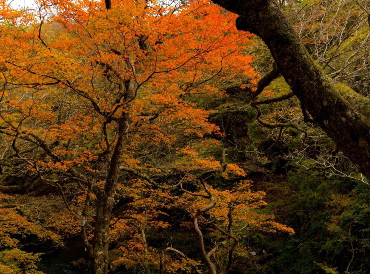 Hakone Nanase formerly known as Manatei Hakone photo 4