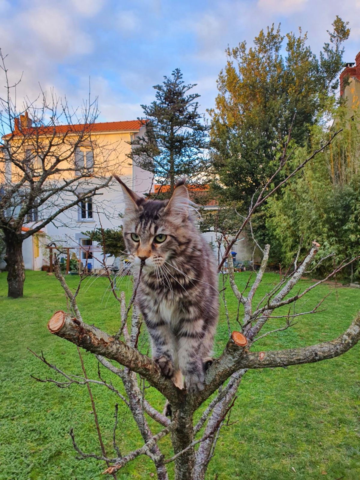 La Maison du Main Coon in Rezé, FR