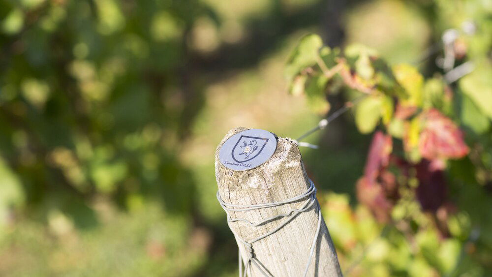 Domaine GILLE photo 2